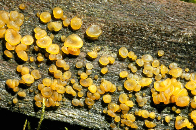 In mancanza di .... QUIZ